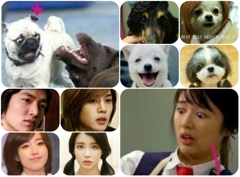 صورة صور ظريفة لبعض مشاهير كوريا وأشباههم من الكلاب