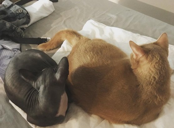 صورة [الآراء] هل قام تشويزا برفع صورة لقطط سولي؟