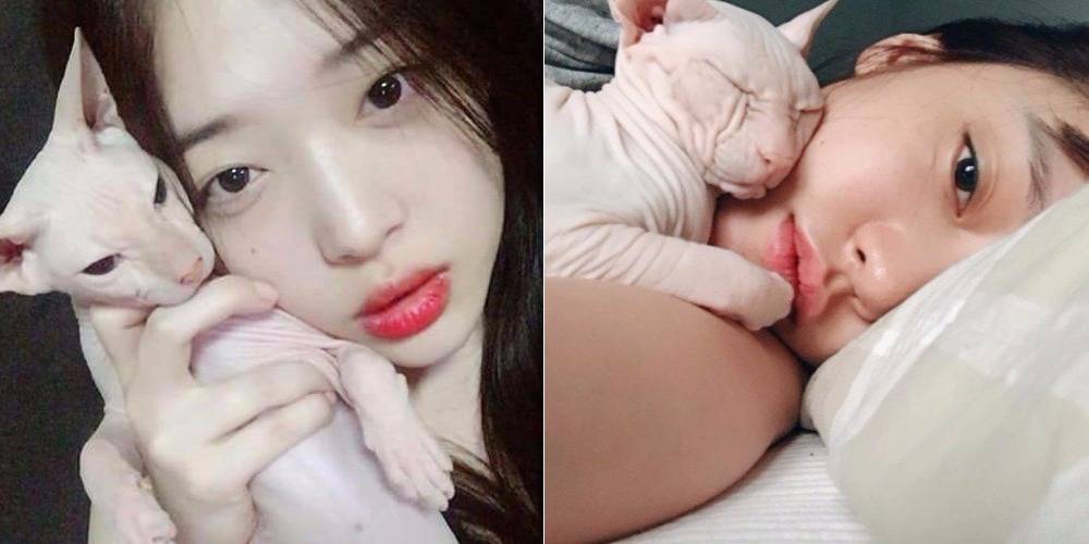 صورة مستخدمي الإنترنت يرون أن هارا مجرد مقلدة لـ سولي