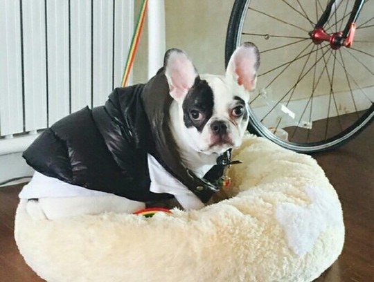 صورة [الآراء] موضوع يجمع كل المقالات التي تشير إلى أن كلب شيون عدواني بطبعه وأن العائلة كانت مهملة بهذا الخصوص