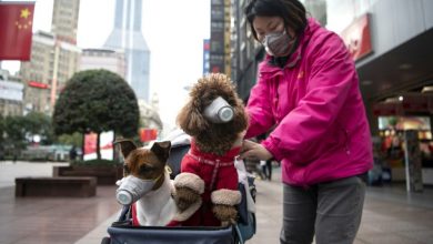 صورة تسجيل أول إصابة لكلب بفيروس كورونا والذي انتقل إليه من صاحبته