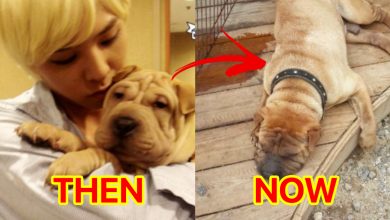 صورة جي دراغون تلقى انتقادات لاذعة بسبب الحالة المزرية لكلبيه Gaho و Jolie والتي تُظهر بأنهما يتعرضان للإهمال