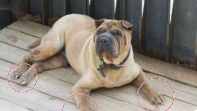 صورة رأي مستخدمي الإنترنت في تلقي جي دراغون للإنتقاد بسبب حالة كلبه المزرية والتي تظهر بأنه يتعرض للإهمال